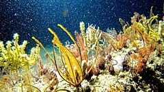 Változatos élővilág az Amazonas torkolatának közelében a tengerfenéken