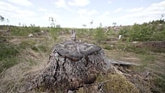 Was bedeutet ein Kahlschlag für den Wald?