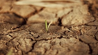 عکس تزئینی