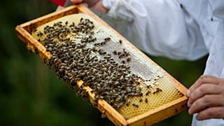 FILE: Beekeeper Marti Mascaro inspects a honeycomb covered with bees, at his honey farm where he produces organic honey in Pollenca, Mallorca