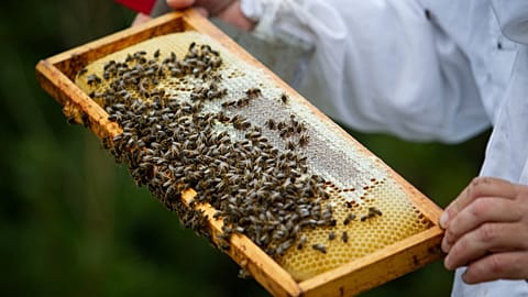 FILE: Beekeeper Marti Mascaro inspects a honeycomb covered with bees, at his honey farm where he produces organic honey in Pollenca, Mallorca