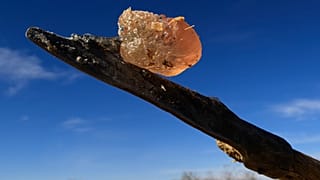 عصارة الصمغ العربي المستخرجة من شجرة آكاسيا، في غابة ديموكايا البحثية المملوكة للدول، في غابة ديموكايا البحثية المملوكة للدولة، شمال السوان، يناير 2023