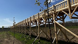 Az elhíresült lombkoronasétány Nyírmártonfalván