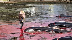 The first pilot whale hunt of 2024 in Klaksvik, Faroe Islands.