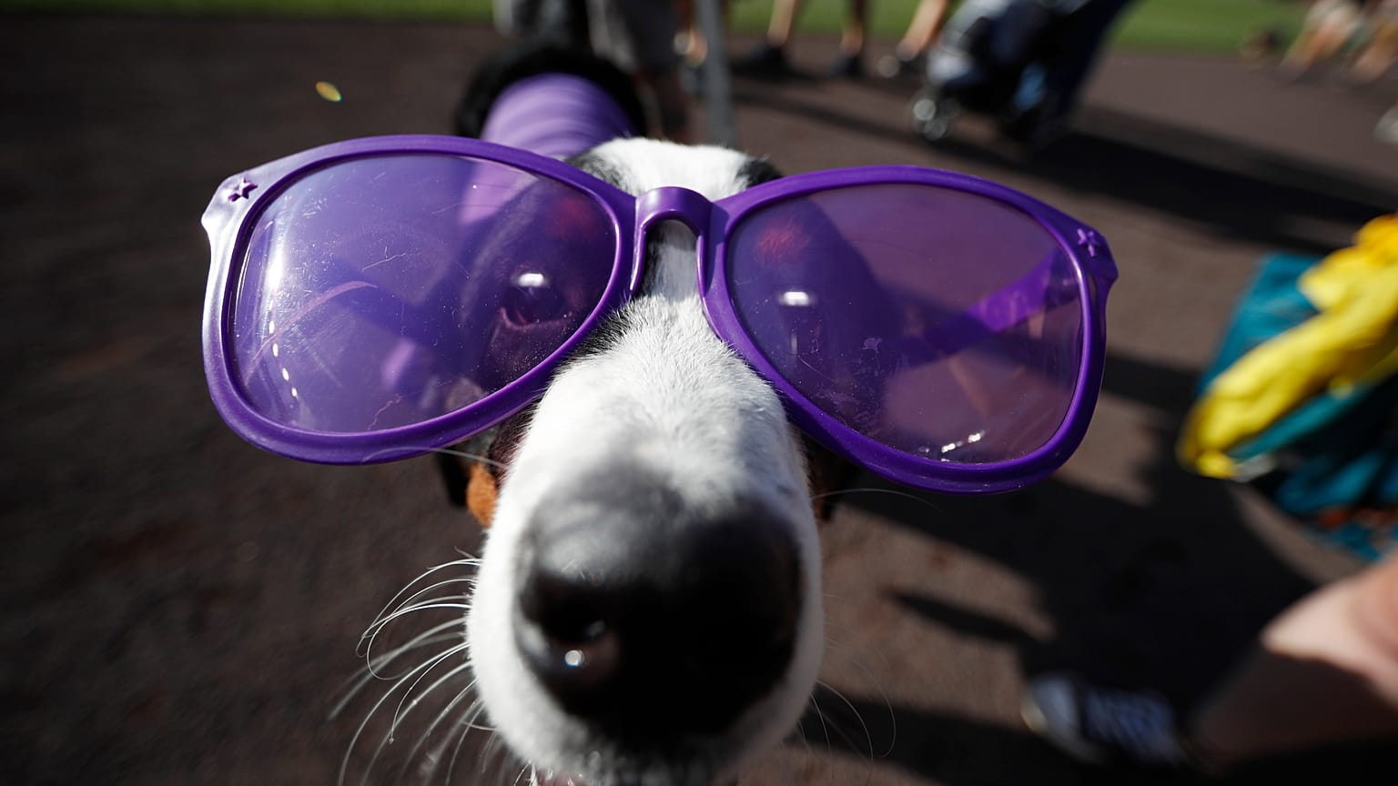 A dog wears purple sunglasses during the "bark in the park" promotion before the start of a baseball game between the Arizona Diamondbacks and Colorado Rockies, 13 Aug 2019