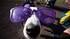 A dog wears purple sunglasses during the "bark in the park" promotion before the start of a baseball game between the Arizona Diamondbacks and Colorado Rockies, 13 Aug 2019