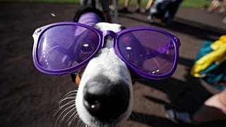 A dog wears purple sunglasses during the "bark in the park" promotion before the start of a baseball game between the Arizona Diamondbacks and Colorado Rockies, 13 Aug 2019