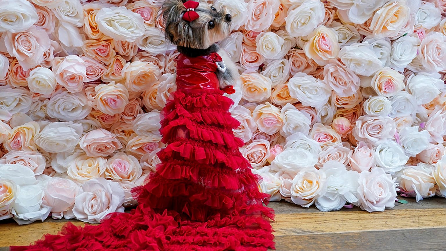  Pet Gala