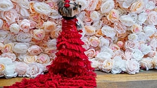  Pet Gala