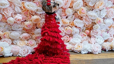  Pet Gala