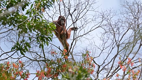 An orangutan in a swath of jungle destroyed by fire in Indonesia. The palm oil industry is shrinking the animals' habitat, but a CBI might be an alternative for workers. 