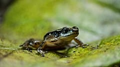 Un ejemplar de rana de Mucuchíes (Aromobates zippeli), especie en peligro de extinción, en Mérida (Venezuela).