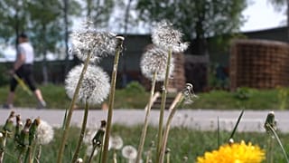 L'autoroute pour abeilles : un corridor écologique pour favoriser la biodiversité à Tallinn