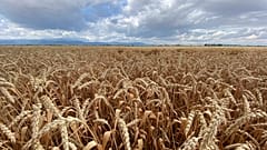 Грузинские фермеры не могут продать зерно