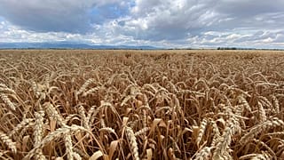 Грузинские фермеры не могут продать зерно