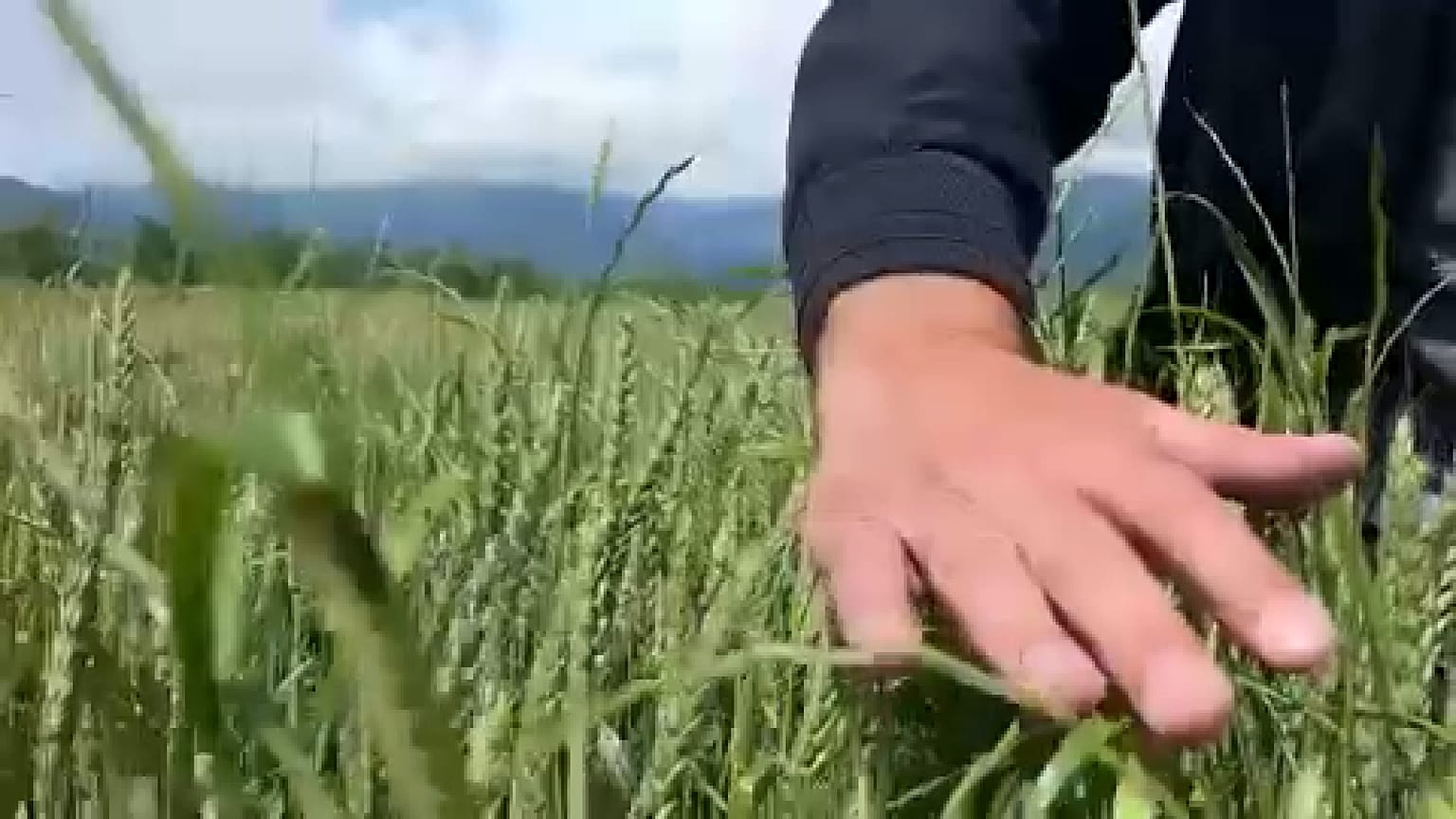 Gli agricoltori georgiani stanno attraversando una profonda crisi