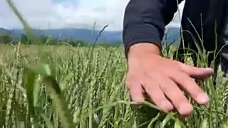 Mühlen in Georgien stellen nach und nach den Betrieb ein.