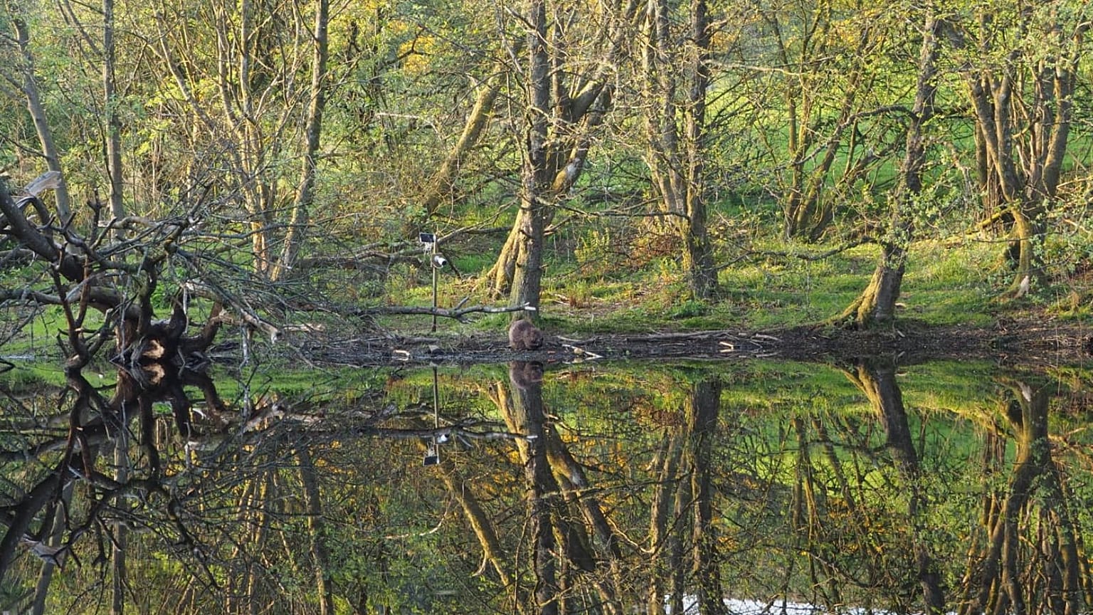 Argaty visitors have the chance to see beavers at golden hour, and learn about their crucial role in promoting biodiversity.