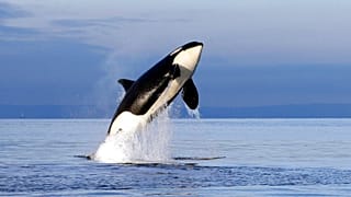 orcas