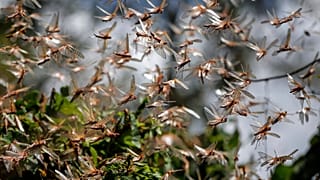 هجوم ملخ در کنیا - ۲۰۲۱