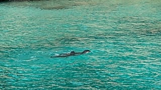 Antalya kıyılarında son yıllarda daha fazla görülmeye başlanan nesli tükenme tehlikesi altındaki Akdeniz foklarının doğum yaptığı mağaralara girilmemesi gerektiği belirtildi