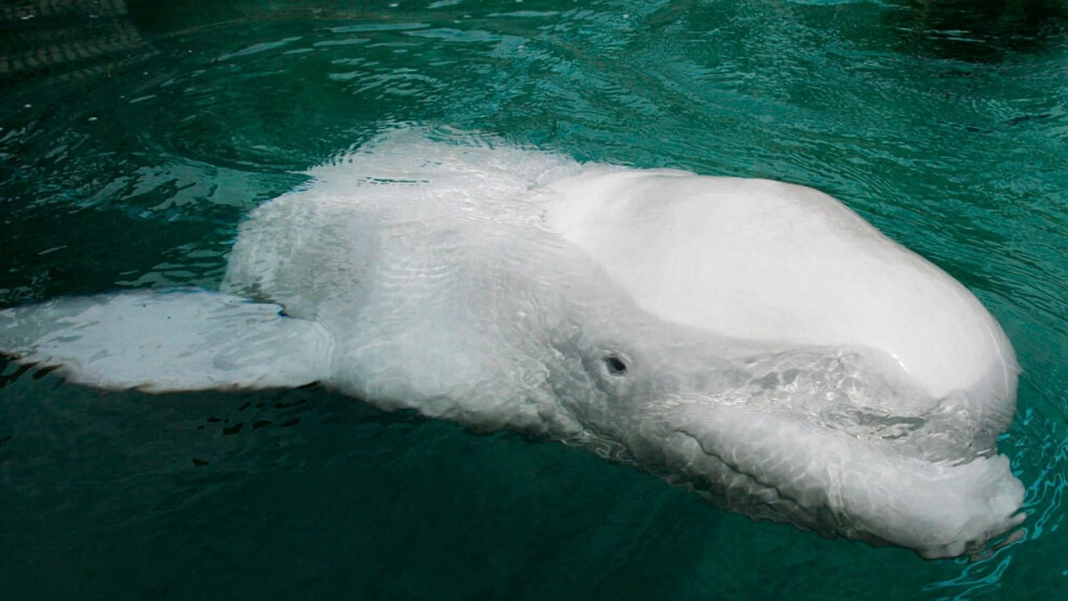 beluga whale