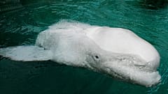 beluga whale
