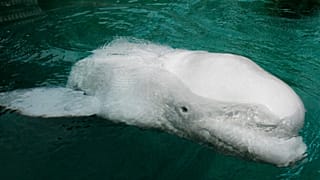 beluga whale