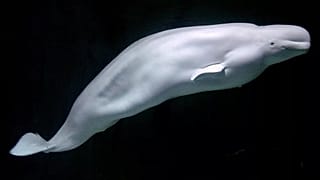 Beluga cinsi bir balina