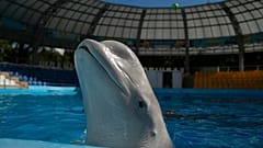 Der Belugawal mit dem Namen Plombieres schwimmt nach einer Trainingseinheit im Delphinarium Nemo in Charkiw, Ukraine, am Mittwoch, 21. September 2022, im Becken. 