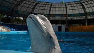 O delfinário Nemo em Kharkiv