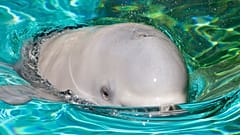 Illsuztráció - egy beluga 