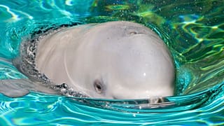 Illsuztráció - egy beluga 