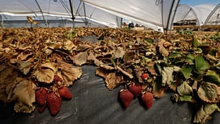 Dried strawberry plants are pictured near the Donana National Park, in Almonte, Spain 25 April 2023.