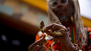 Ras Kiyode Erasto, a priest and chairman of the Ras Freeman Foundation, cleans the leaves from a cannabis plant,