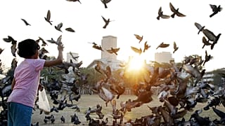 يشكل إنفلونزا الطيور خطرًا على الحيوان الثديية