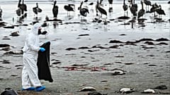 جمع الطيور النافقة من على الساحل