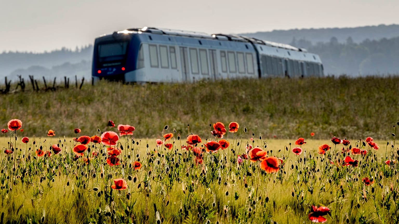 Mohnblumen im Feld bei Frankfurt und allüberall