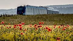 Mohnblumen im Feld bei Frankfurt und allüberall