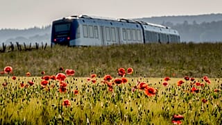 Mohnblumen im Feld bei Frankfurt und allüberall