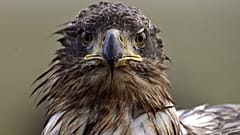 A white-tailed eagle, similar to the one in Ireland. 