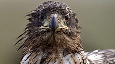 A white-tailed eagle, similar to the one in Ireland. 