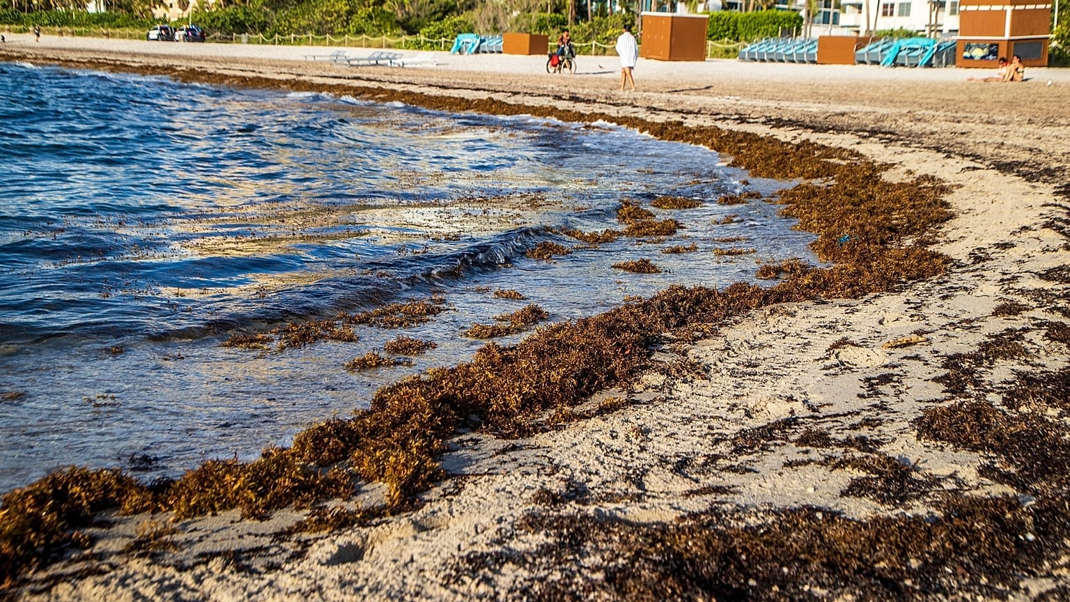 Sargassum sits on the beach in Miami Beach, Florida in August last year.