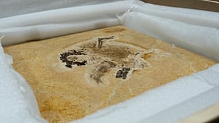 متحجرة أوبيراجارا جوباتوس