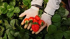 Ein Erdbeerpflücker zeigt Erdbeeren in einem Gewächshaus in der Nähe des Donana-Nationalparks in Spanien.