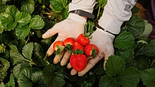 n recolector de fresas muestra fresas en un invernadero cerca del Parque Nacional de Donana en España.