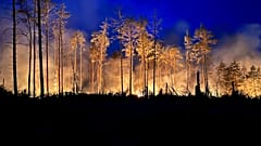 Waldbrand bei Jüterborg (Juni 2023)