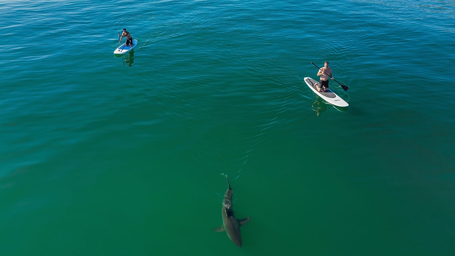 This drone image provided by researchers at the Shark Lab, shows a juvenile white shark swimming close to long boarders along the Southern California coastline.
