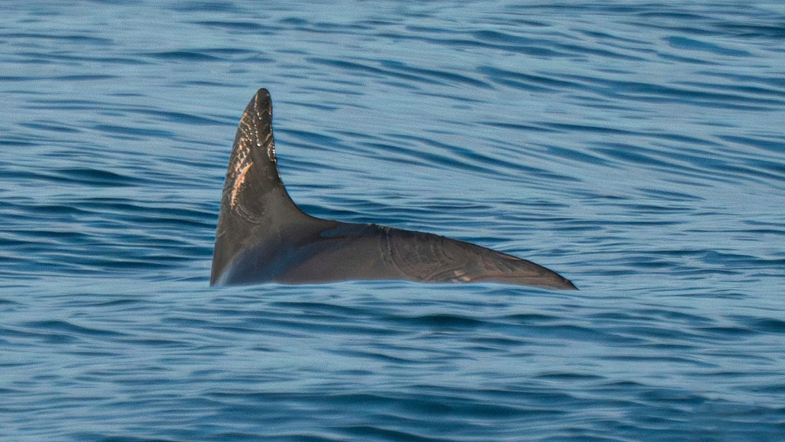 На этой фотографии (Sea Shepherd Conservation Society) марина вакита плавает в биосферном заповеднике Верхнего Калифорнийского залива и дельты реки Колорадо.