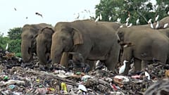 Elefanten fressen Plastikmüll auf einer Müllhalde in der Region Ampara in Sri Lanka 